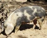 Dermantsi Pied - pig breeds | goris jishebi | ღორის ჯიშები